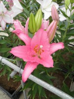 [1812 Barrage No01.JPG]